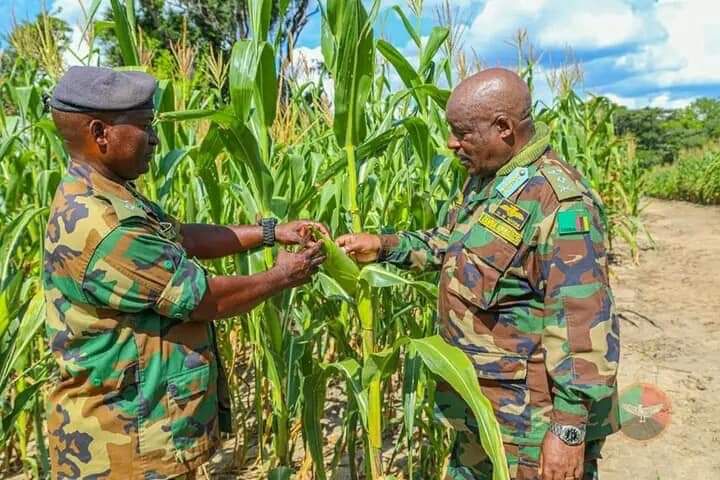 ZAF Preparing for Bumper Harvest