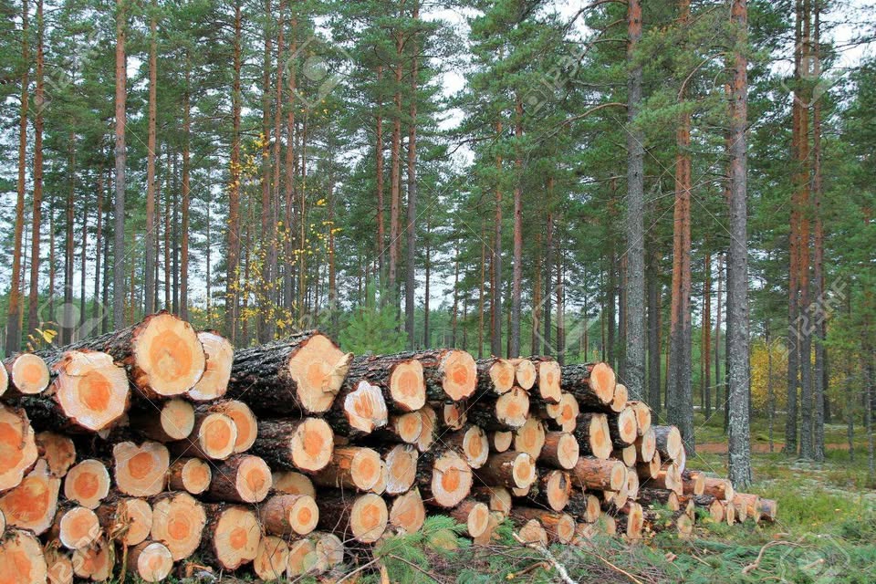 Court Orders Forfeiture of 43,903 Mukula Logs as 