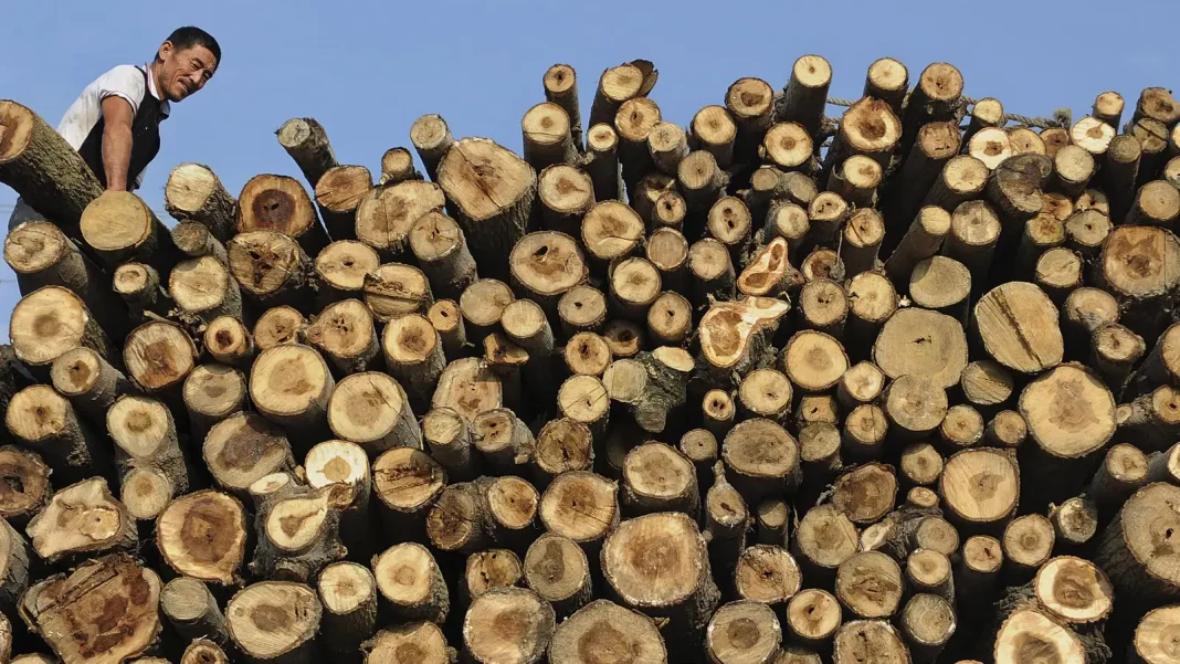 Chinese Businessman Battles Government Over Timber Seizure